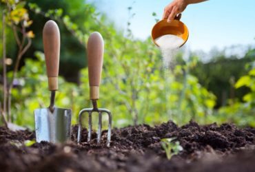 Le sulfate de magnésium : comment l'utiliser dans votre jardin