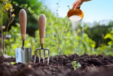 Le sulfate de magnésium : comment l'utiliser dans votre jardin