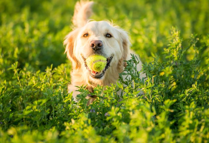 Jouet pour chien