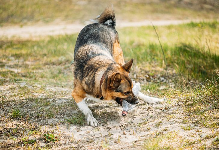 Jouet pour chien