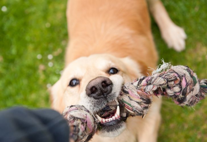 Jouet pour chien