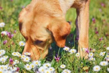 Plantes toxiques pour animaux