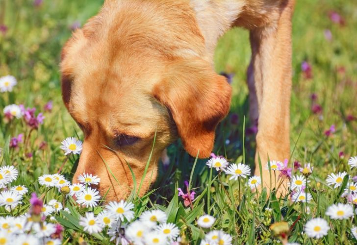 Plantes toxiques pour animaux