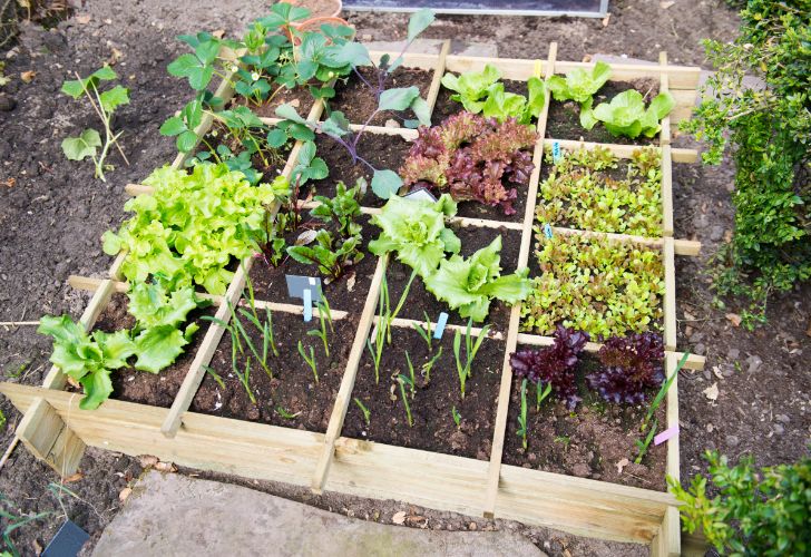 Potager en carré