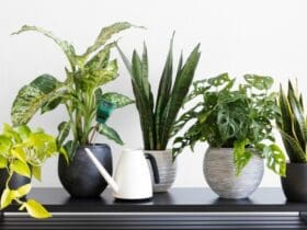 $Plantes d'intérieur