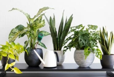 $Plantes d'intérieur