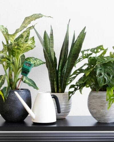 $Plantes d'intérieur
