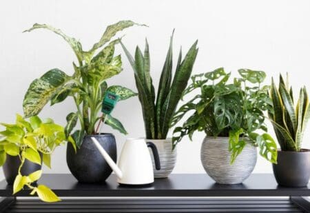 $Plantes d'intérieur