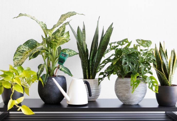 $Plantes d'intérieur