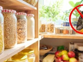 Cuisine sans mites alimentaires