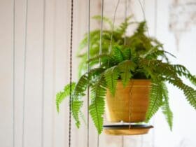 Fougère en pot suspendu