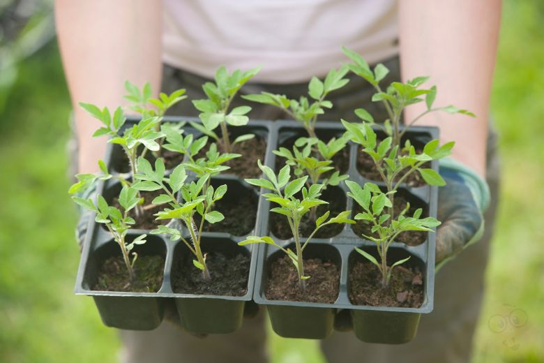 Semis de tomates