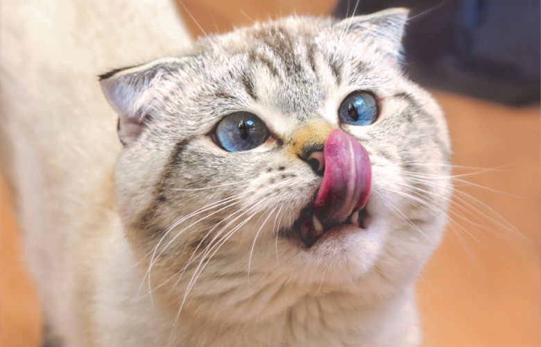 Chat