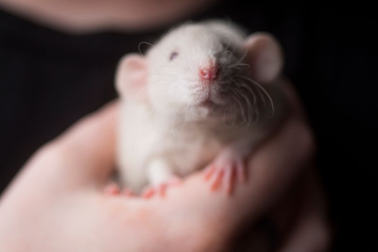 Piège à souris