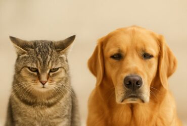 chat et chien tristes