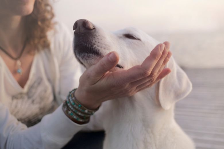 Comprendre son chien