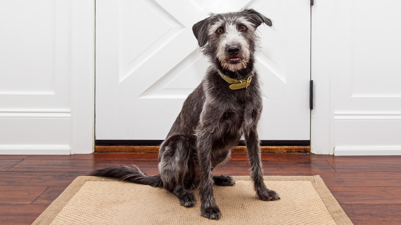 Image 5 : Chien sur un tapis d'entrée