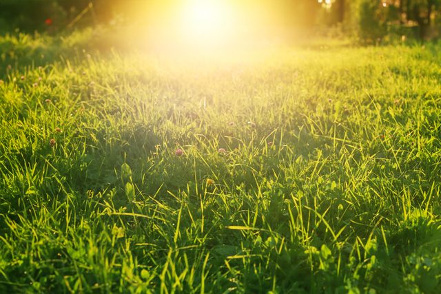 Pelouse verte sous un soleil éclatant