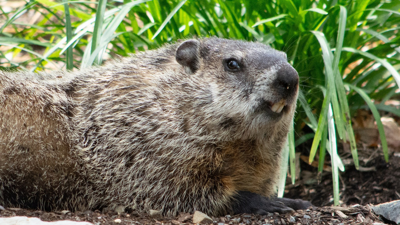 Image 13 : Marmotte se reposant dans un jardin
