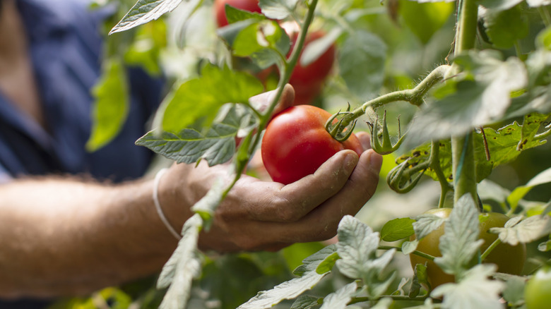 Image 12 : Main cueillant une tomate mûre sur une plante saine