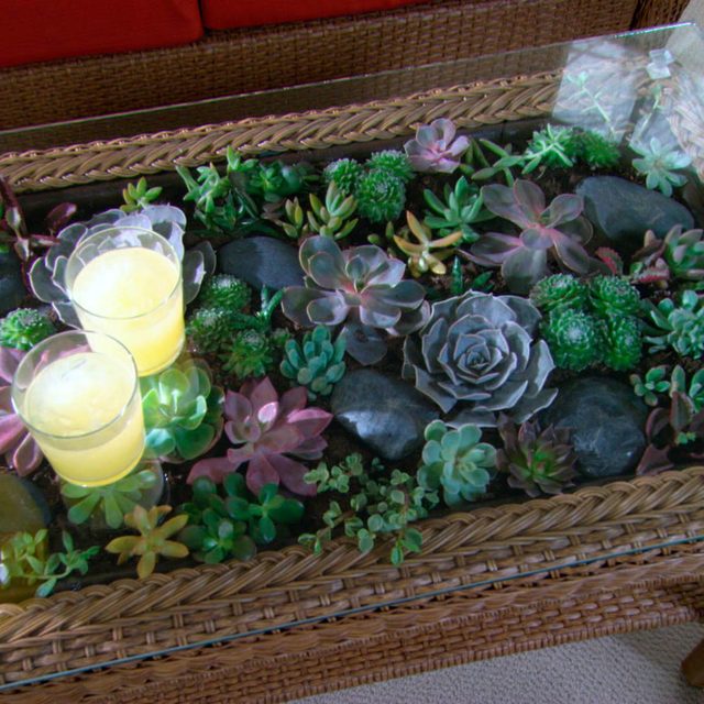 Une table basse en verre contenant un terrarium de plantes grasses.