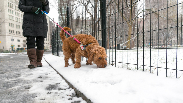 Image 10 : Chien et propriétaire se promenant sur une rue glacée et un trottoir enneigé