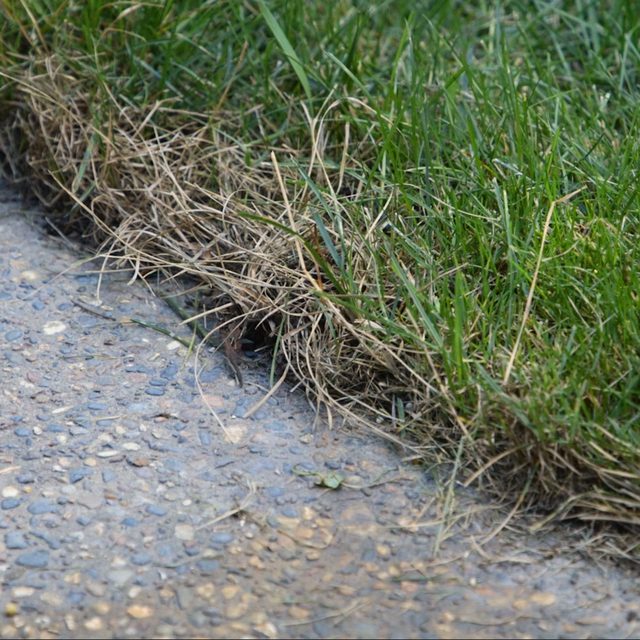 La pelouse près du béton est saine, montrant que l'arrosage a été efficace.