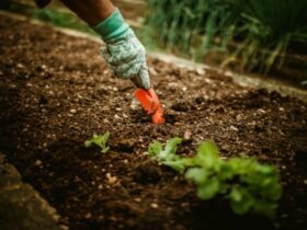 Cultiver des tomates
