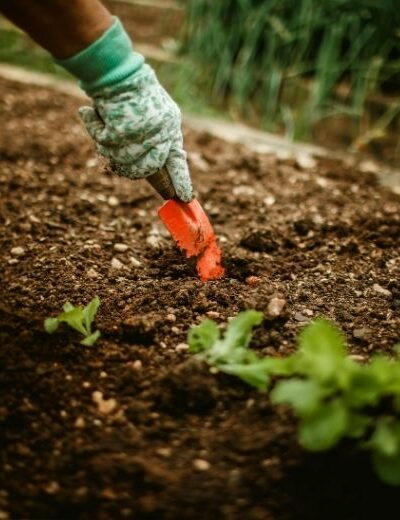 Cultiver des tomates