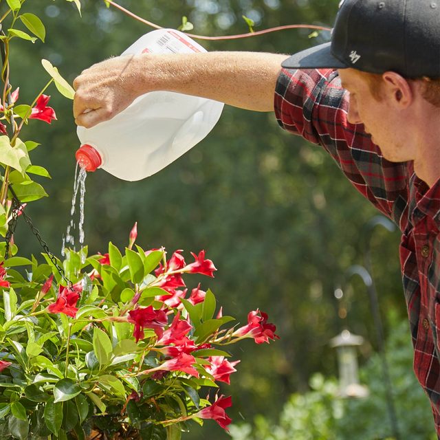Une personne arrosant des fleurs rouges avec un bidon de lait en plastique.