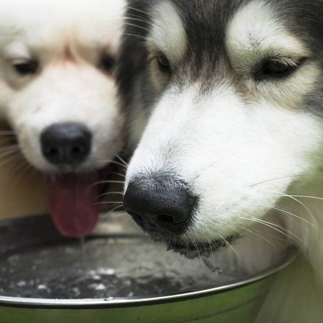 Deux chiens boivent dans une gamelle en métal.