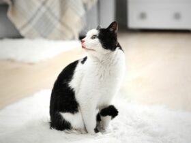 Chat sur moquette