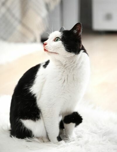 Chat sur moquette