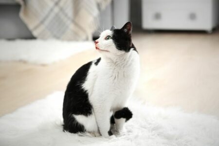 Chat sur moquette