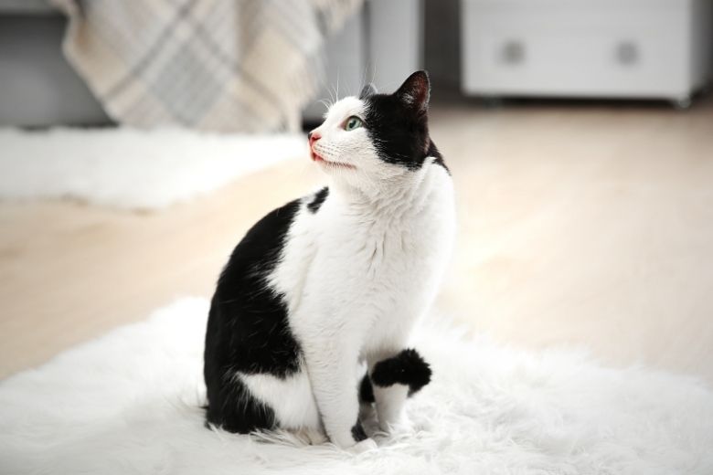 Chat sur moquette