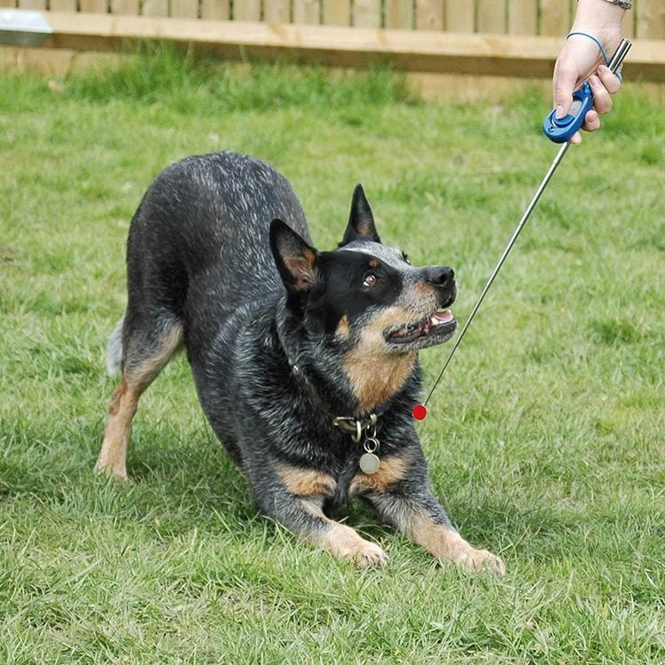 Un chien regarde un clicker de dressage dans la main de quelqu'un.