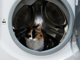 Un chat dans une machine à laver