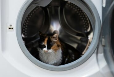 Un chat dans une machine à laver