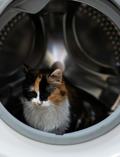Un chat dans une machine à laver