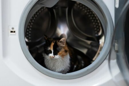 Un chat dans une machine à laver
