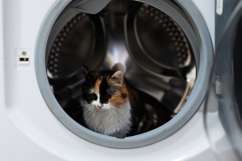 Un chat dans une machine à laver