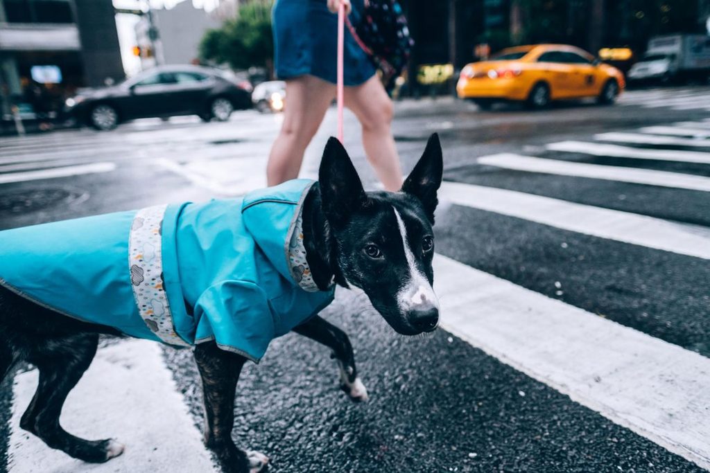 Chien portant un imperméable dans une rue mouillée